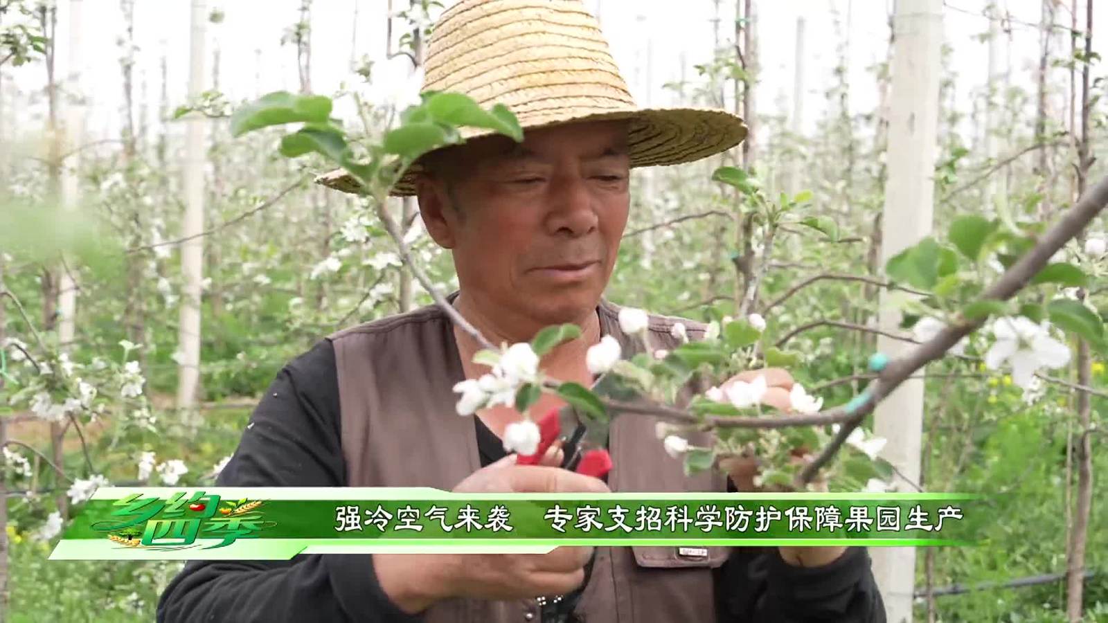 强冷空气来袭  专家支招科学防护保障果园生产