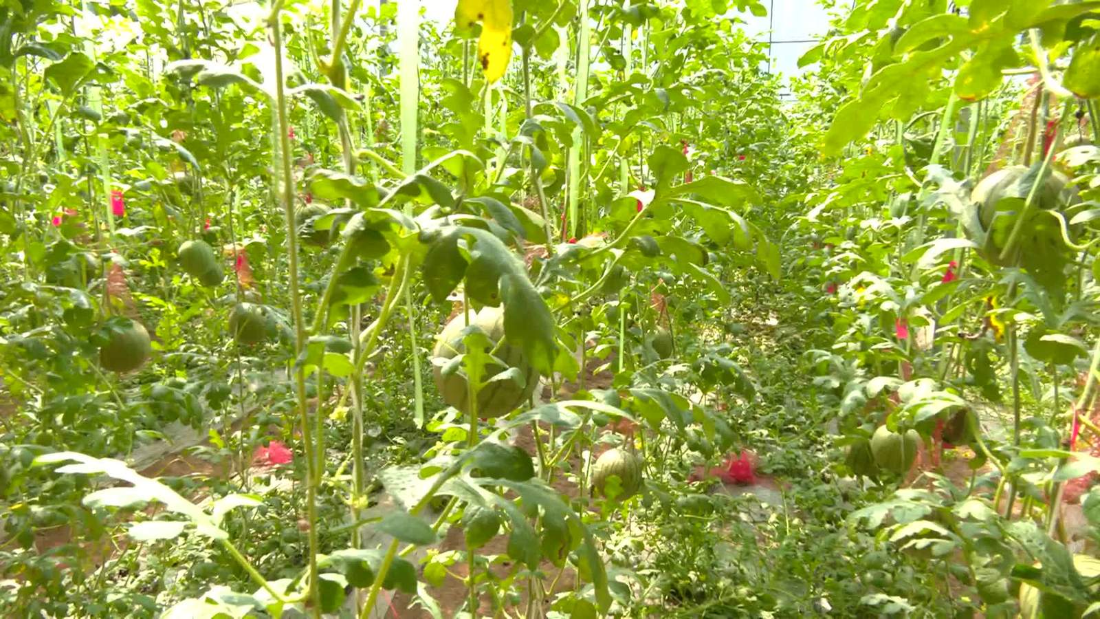 乡约四季20260409