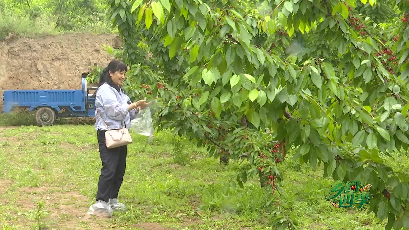 乡约四季|礼泉上石村：红樱缀枝富乡村