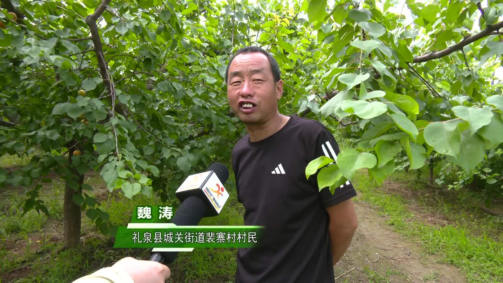 乡约四季丨礼泉：吊干杏进入采收季 优质果品俏销全国