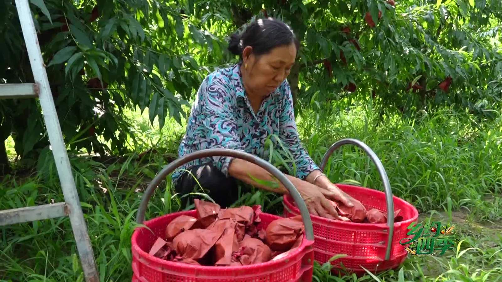 乡约四季丨兴平店张街道：蜜桃飘香迎丰收“甜蜜产业”铺就富民路