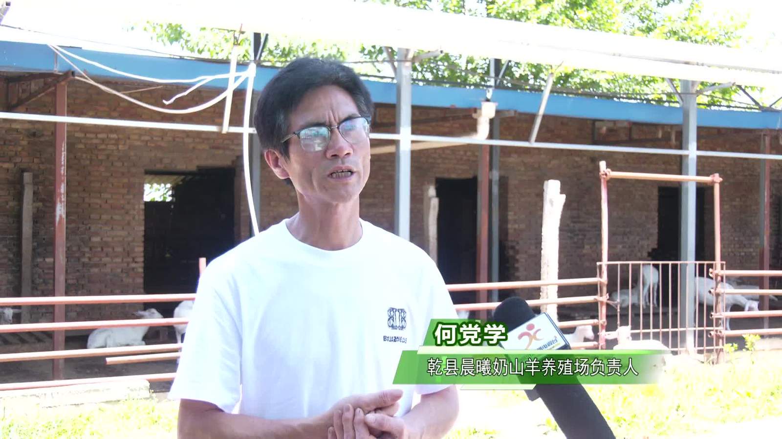 乡约四季丨标杆引路！乾县养殖能手解锁科学养羊致富密码